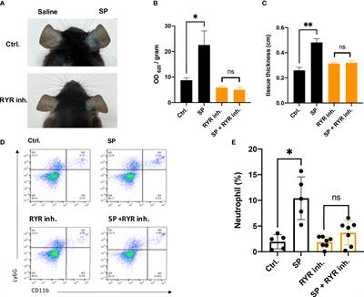 Activation of ryanodine-sensitive calcium store drives pseudo-allergic dermatitis via Mas-related G protein-coupled receptor X2 in mast cells